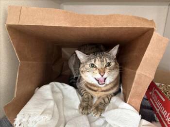 POLLO -  Domestic Short Hair Cat for Adoption in Loveland, Colorado - POLLO | PetCurious