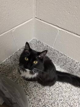 Domestic Medium Hair and Domestic Short Hair Cats Available for Adoption in Fairfax, Virginia - Leilani | PetCurious