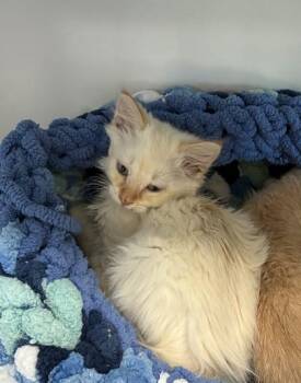 26-349 -  Domestic Medium Hair and Domestic Short Hair Cat Available for Adoption in Barnesville, Georgia - 26-349 | PetCurious