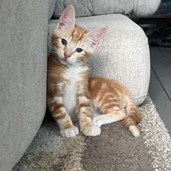 Simba -  Domestic Short Hair Cat for Adoption in Newport News, Virginia - Simba | PetCurious