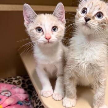 Beat w/ Track - Butler Campus -  Domestic Short Hair Cat for Adoption in Flagstaff, Arizona - Beat W/ Track - Butler Campus | PetCurious