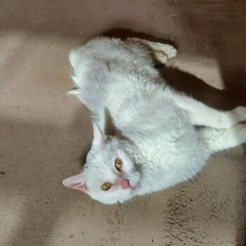 Domestic Short Hair Cats Available for Adoption - Stubby | PetCurious