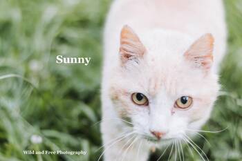 Sunny -  Domestic Short Hair Cat for Adoption in Morehead, Kentucky - Sunny | PetCurious