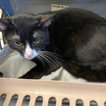 Domestic Short Hair Cats Available for Adoption in Memphis, Tennessee - YOSHI | PetCurious