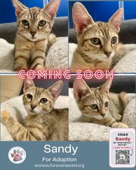 Sandy -  Domestic Short Hair Cat Available for Adoption in Miami, Florida - Sandy | PetCurious