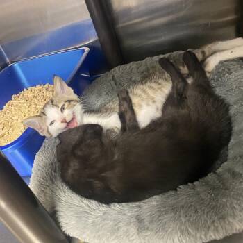 Mascara -  Domestic Short Hair Cat for Adoption in Falls Church, Virginia - Mascara | PetCurious