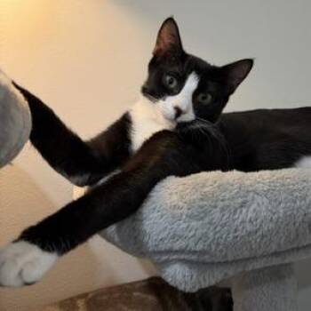 Lilly -  Domestic Short Hair Cat for Adoption in Jupiter, Florida - Lilly | PetCurious