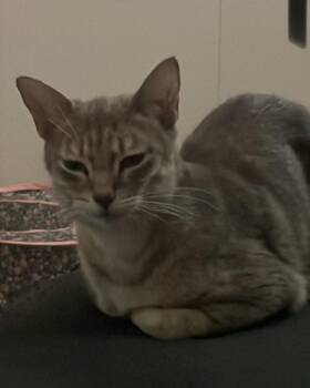 Galaxy -  Domestic Short Hair Cat for Adoption in Homer Glen, Illinois - Galaxy | PetCurious