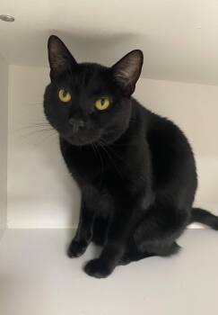 Nigel -  Domestic Short Hair Cat Available for Adoption in INDN HBR BCH, Florida - Nigel | PetCurious