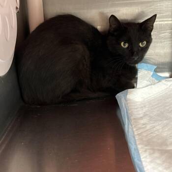 Christian Dior -  Domestic Short Hair Cat for Adoption in Salt Lake City, Utah - Christian Dior | PetCurious