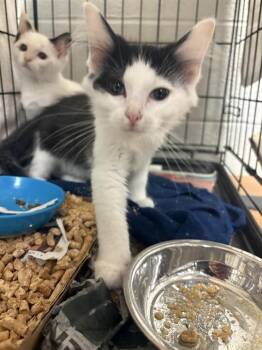Linus -  Domestic Short Hair Cat for Adoption in Cincinnati, Ohio - Linus | PetCurious