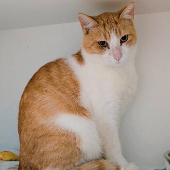 Cheddar -  Domestic Short Hair Cat for Adoption in Saint Charles, Missouri - Cheddar | PetCurious