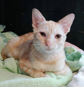 Rescue Domestic Short Hair Cats for Adoption in Pompano Beach, Florida - Belle | PetCurious