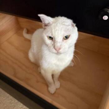 Birdy -  Domestic Short Hair Cat for Adoption in Tampa, Florida - Birdy | PetCurious