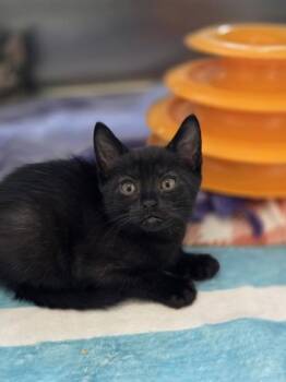 Bok Choy -  Domestic Short Hair Cat for Adoption in Westland, Michigan - Bok Choy | PetCurious