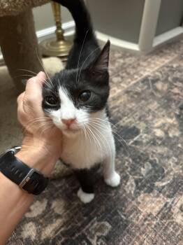 Rescue Domestic Short Hair Cats for Adoption in Warrington, Pennsylvania - Jack | PetCurious