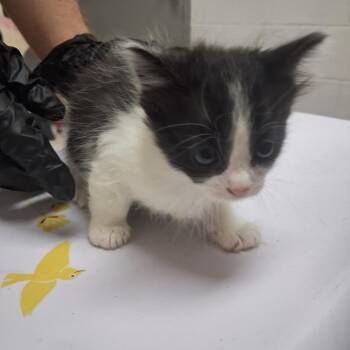 Pepperoni -  Domestic Short Hair Cat for Adoption in Lufkin, Texas - Pepperoni | PetCurious