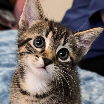 Friday -  Tabby Cat for Adoption in Los Angeles, California - Friday | PetCurious