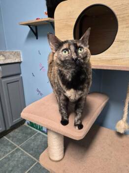 Pinto Bean -  Calico Cat for Adoption in Shelby County, Texas - Pinto Bean | PetCurious