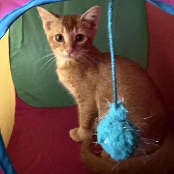 Prince -  Domestic Short Hair Cat for Adoption in Midland, Texas - Prince | PetCurious