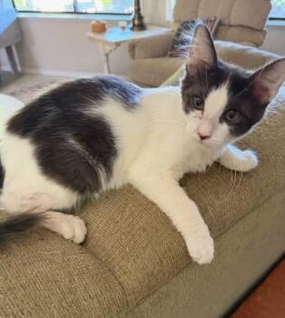 Jubilee -  Domestic Medium Hair Cat for Adoption in Parlier, California - Jubilee | PetCurious