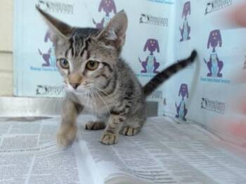 A603021 -  Domestic Short Hair Cat for Adoption in Orlando, Florida - A603021 | PetCurious