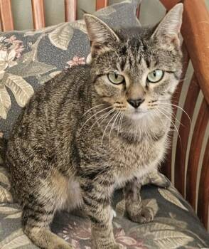 Domestic Short Hair Cats Available for Adoption - Bernie | PetCurious