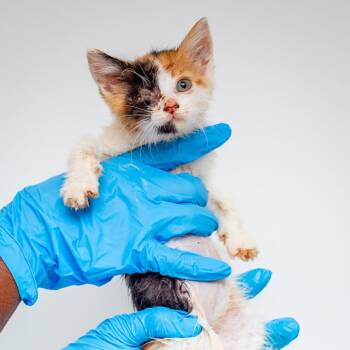 Prue -  Domestic Short Hair Cat for Adoption in Hattiesburg, Mississippi - Prue | PetCurious