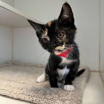 Atlanta (bonded w/ Persephone) -  Domestic Short Hair Cat for Adoption in Oakland, California - Atlanta (bonded W/ Persephone) | PetCurious