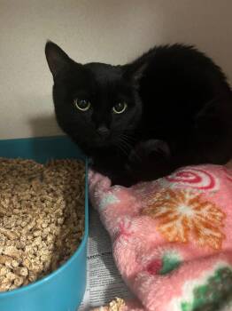 Kokoa -  Domestic Short Hair Cat for Adoption in Pottsville, Pennsylvania - Kokoa | PetCurious