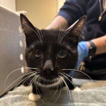 Domestic Short Hair Cats Available for Adoption in Ojai, California - Sashimi | PetCurious