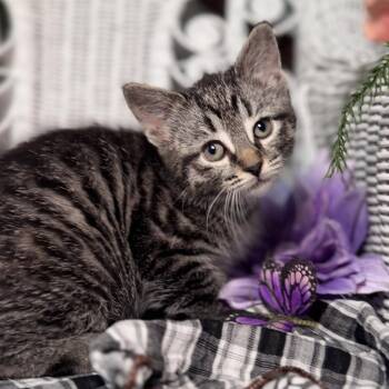 Domestic Short Hair Cats Available for Adoption in Eaton Rapids, Michigan - Skipper Pockets 56098 | PetCurious