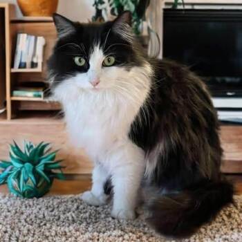 Domestic Medium Hair Cats Available for Adoption - Claudia | PetCurious