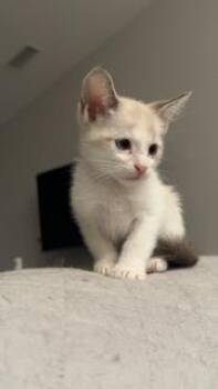 Siamese Cats Available for Adoption - Smoked Gouda | PetCurious