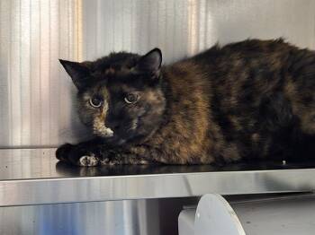 Rescue Domestic Short Hair Cats for Adoption in Brentwood, Missouri - TREE | PetCurious