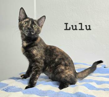 Lulu -  Tortoiseshell Cat for Adoption in Quail Heights, Florida - Lulu | PetCurious