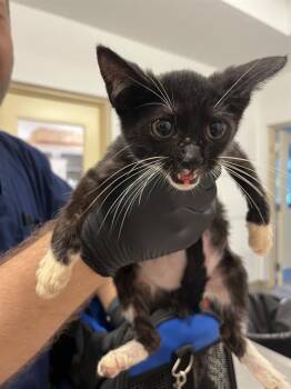 Rescue Domestic Short Hair Cats for Adoption in Fort Lauderdale, Florida - ROBERTSON | PetCurious