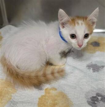 SHELDON -  Domestic Short Hair Cat for Adoption in Rancho Cucamonga, California - SHELDON | PetCurious