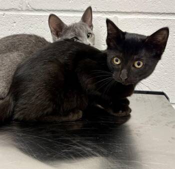 PENNY -  Domestic Short Hair Cat for Adoption in Indianapolis, Indiana - PENNY | PetCurious