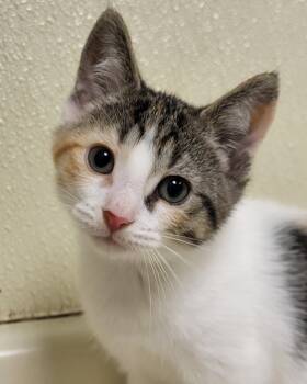 Domestic Short Hair Cats Available for Adoption in Grayslake, Illinois - Arya | PetCurious