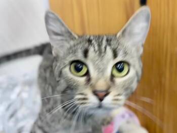 Joan Pawford -  Domestic Short Hair and Tabby Cat for Adoption in Powell, Ohio - Joan Pawford | PetCurious