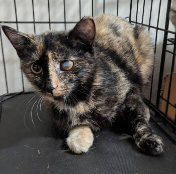 Bostonita -  Domestic Short Hair Cat for Adoption in Seven Valleys, Pennsylvania - Bostonita | PetCurious