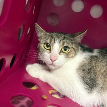 Minnie -  Domestic Short Hair Cat for Adoption in Brockton, Massachusetts - Minnie | PetCurious