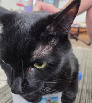 Ben -  Domestic Short Hair Cat for Adoption in Mount Airy, North Carolina - Ben | PetCurious