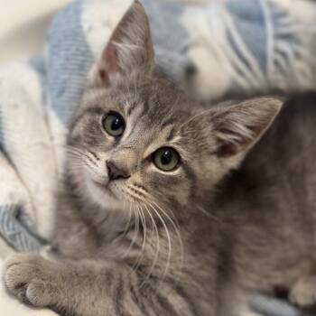 Granola -  Domestic Medium Hair Cat for Adoption in Matteson, Illinois - Granola | PetCurious