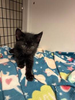 Largo -  Domestic Short Hair Cat for Adoption in Fort Collins, Colorado - Largo | PetCurious