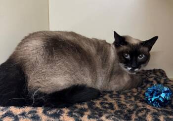 AQUARIS -  Siamese Cat for Adoption in Hastings, Michigan - AQUARIS | PetCurious