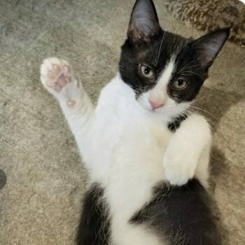 Speedy -  Domestic Short Hair Cat for Adoption in Larkfield-wikiup, California - Speedy | PetCurious