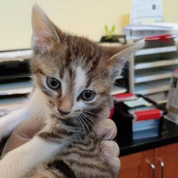 Tres -  Domestic Short Hair Cat for Adoption in Lynchburg, Virginia - Tres | PetCurious