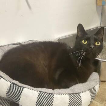 Elmo -  Domestic Short Hair Cat for Adoption in Monroe, Louisiana - Elmo | PetCurious